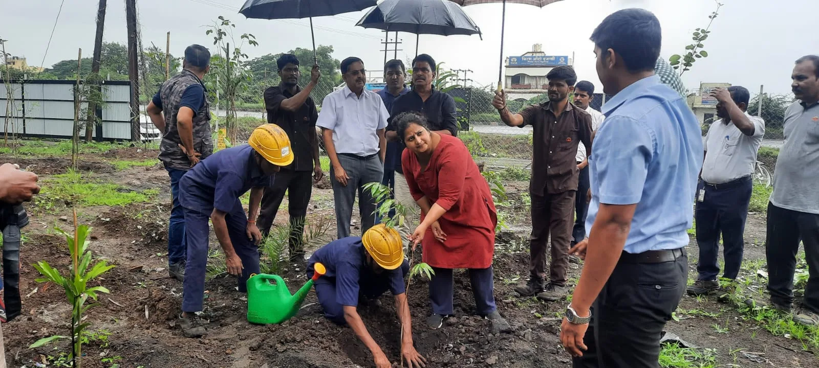 Tree Plantation