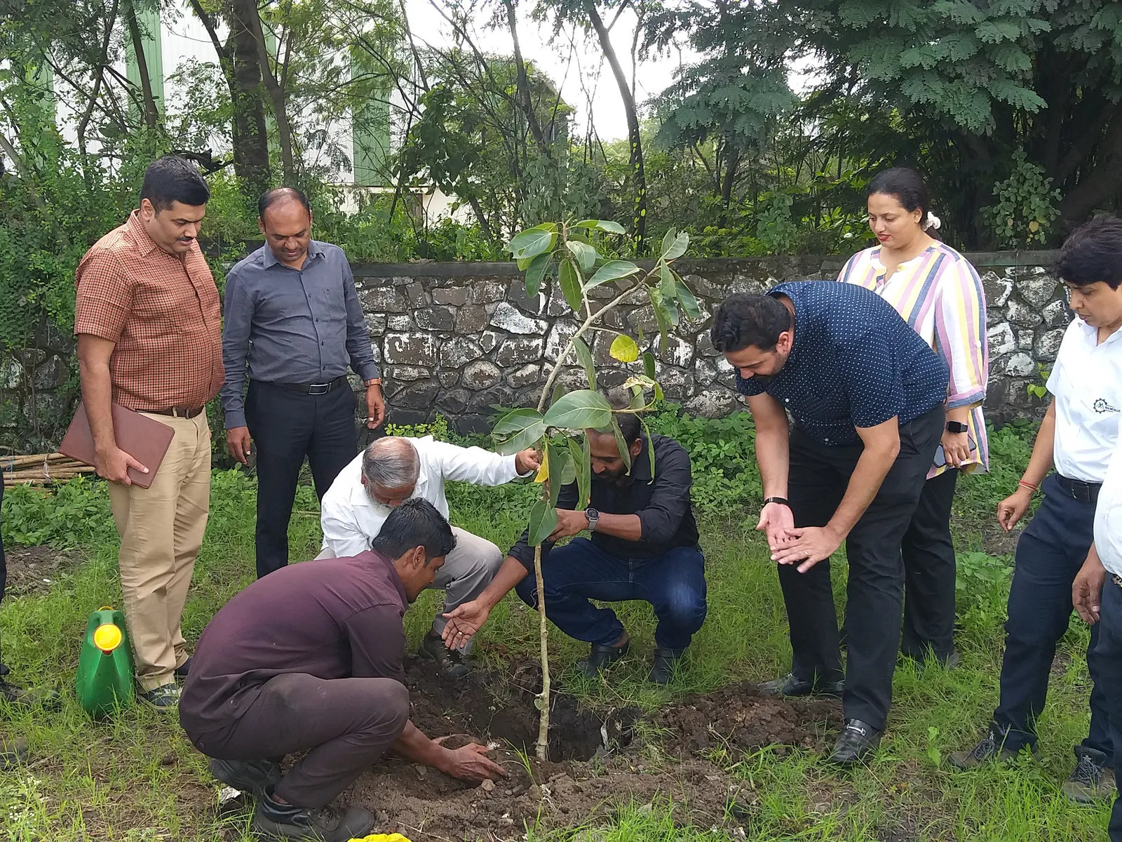 Tree Plantation
